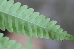 Pteris arisanensis