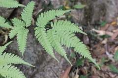 Pteris arisanensis
