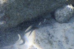 Halichoeres bivittatus