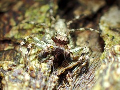 Phaeacius malayensis