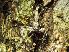 Phaeacius malayensis