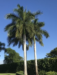 Roystonea borinquena