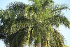 Roystonea borinquena