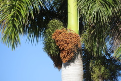 Roystonea borinquena