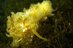 Spurilla neapolitana