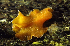Yungia aurantiaca
