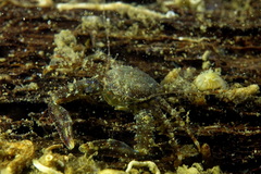 Pisidia bluteli