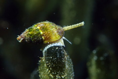 Tritia corniculum