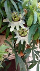 Passiflora caerulea