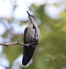 Anthracothorax dominicus