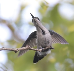 Anthracothorax dominicus