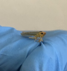 Ferrariana trivittata