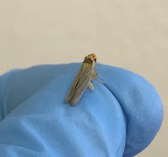 Ferrariana trivittata