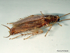 Parellipsidion latipenne