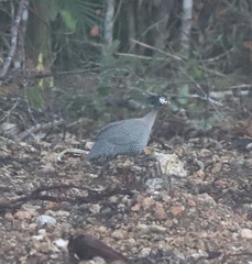 Numida meleagris galeatus