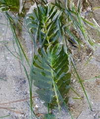 Halophila spinulosa