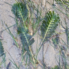 Halophila spinulosa