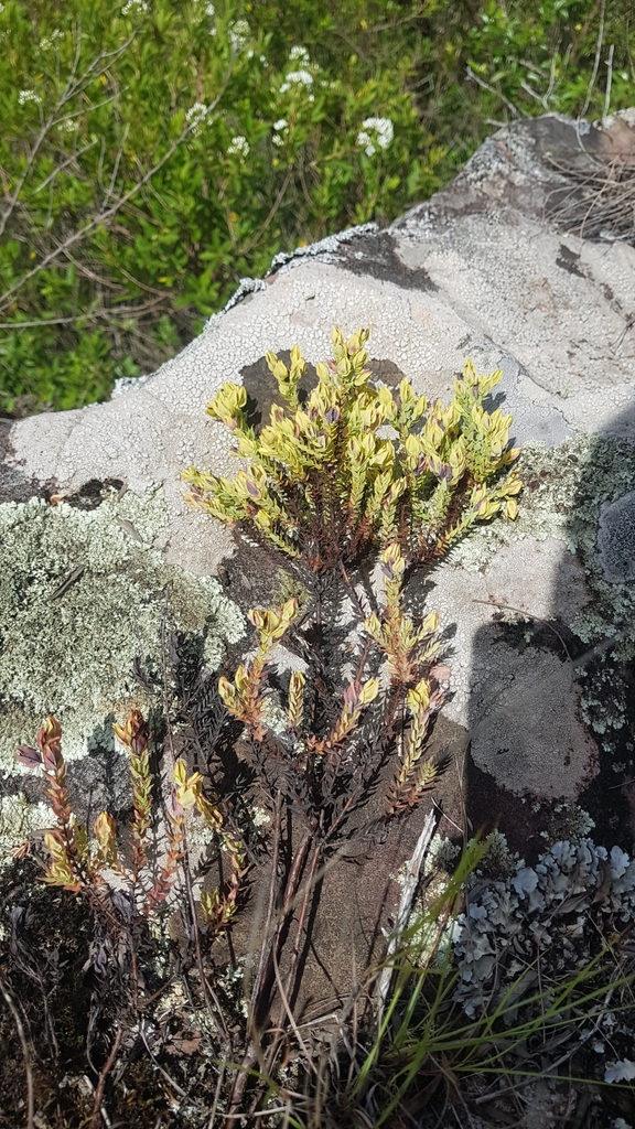 Hypericum cavernicola (Hypericum cavernicola)