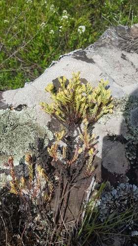 Hypericum cavernicola (Hypericum cavernicola)