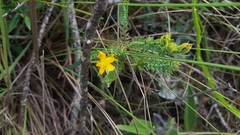 Hypericum cavernicola