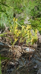 Hypericum cavernicola