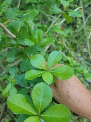 Gymnosporia harveyana