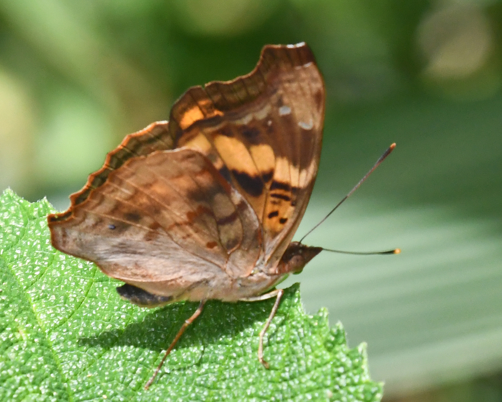 Doxocopa elis