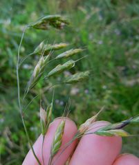 Bromus racemosus