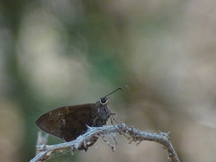 Achalarus