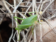 Isophya pyrenaea