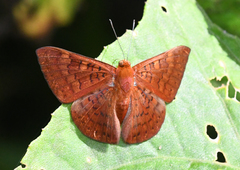 Emesis mandana