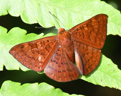 Emesis mandana