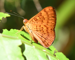 Emesis mandana