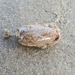 Oliva mustelina