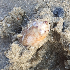 Oliva mustelina