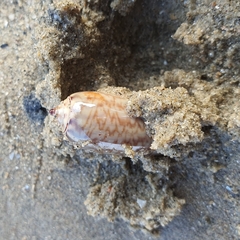 Oliva mustelina