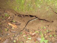 Chironius flavopictus