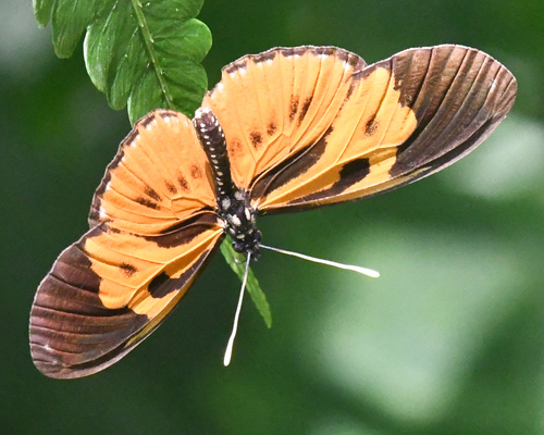 Eueides lampeto