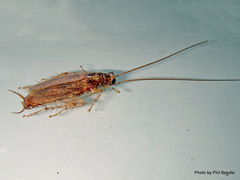 Parellipsidion latipenne