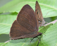 Forsterinaria stella