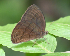 Forsterinaria stella