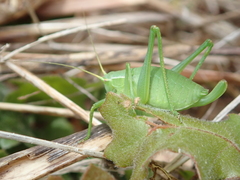 Isophya pyrenaea