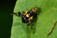 Rhagoletis cerasi