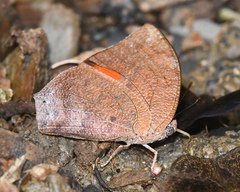 Fountainea ryphea