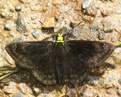 Gorgopas chlorocephala