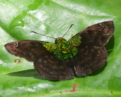 Gorgopas trochilus