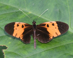 Heliconius numata
