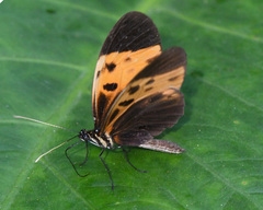Heliconius numata