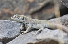 Liolaemus austromendocinus