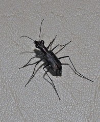 Odontocheila chrysis